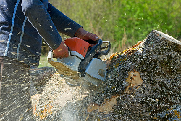 The Steps Involved in Our Tree Care Process in Kearney Park, MS